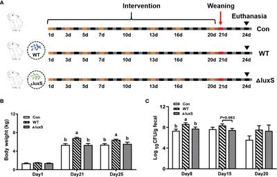 Comparison between Lactobacillus rhamnosus GG and LuxS-deficient strain in regulating gut barrier function and inflammation in early-weaned piglets